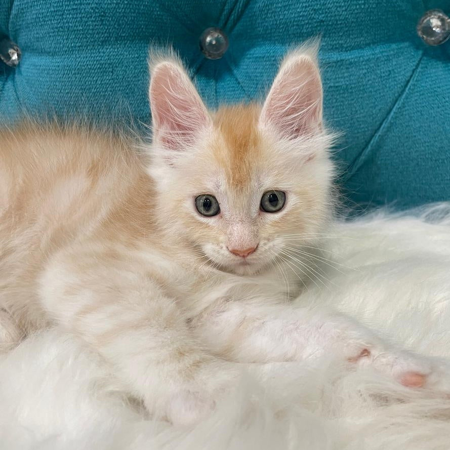 Timofey Maine Coon male, red silver