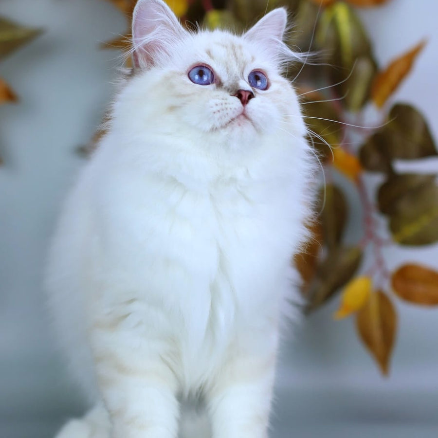 Gala Siberian female, blue with white tabby pointed