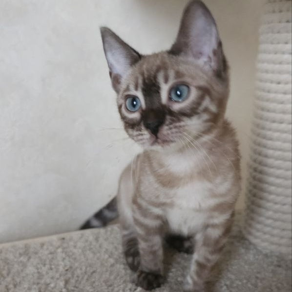 Nutela Bengal female, black pointed spotted tabby