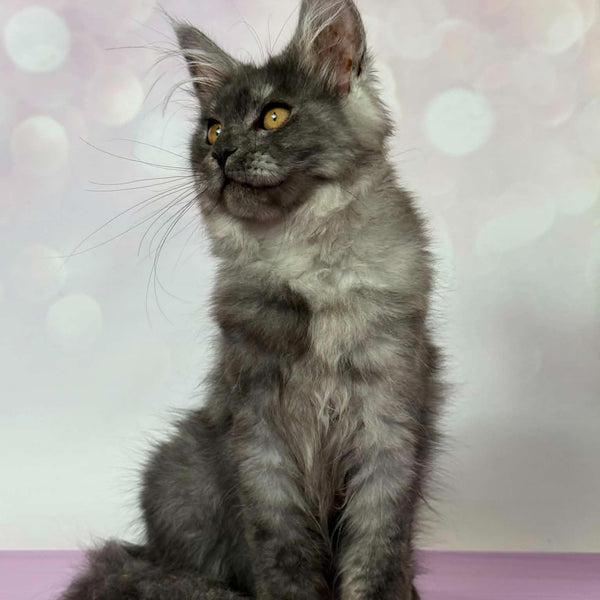 Cindy Maine Coon female, black silver