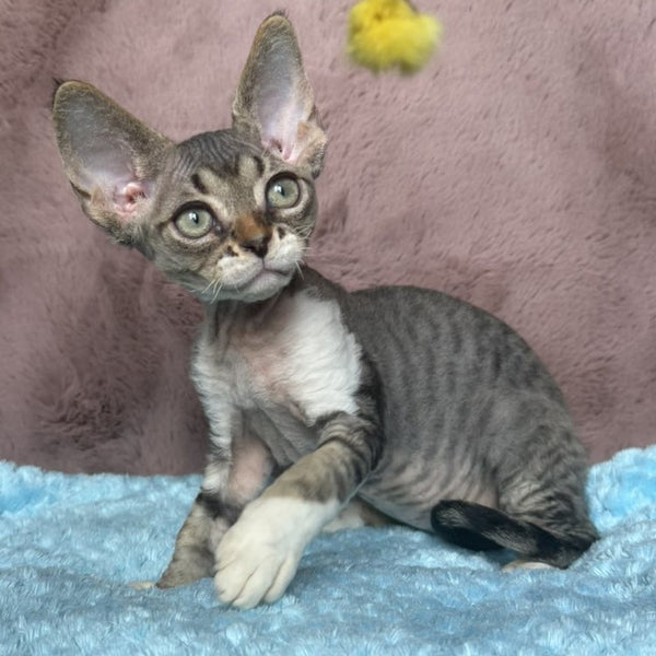 Xenon Devon Rex male, black tabby with white