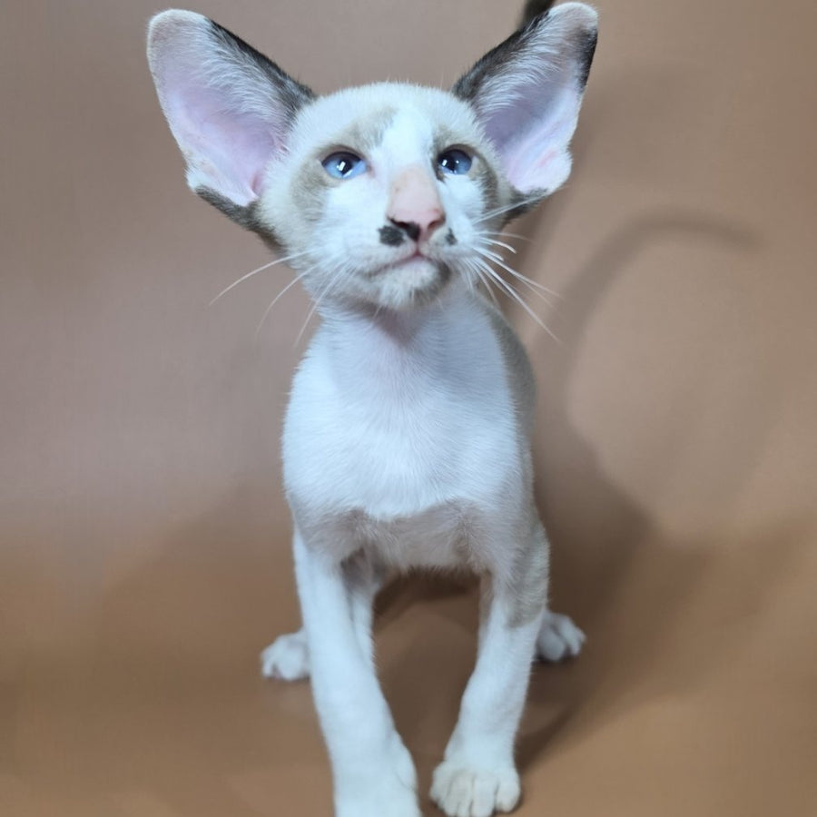Ink Siamese male, black bicolour