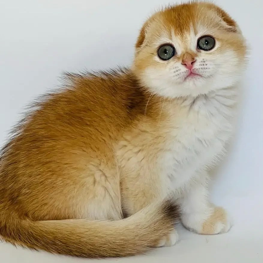 Karamelka Scottish Fold female, chocolate golden chinchilla