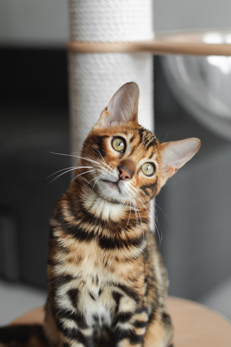 Jaime Bengal male black spotted tabby - live animals