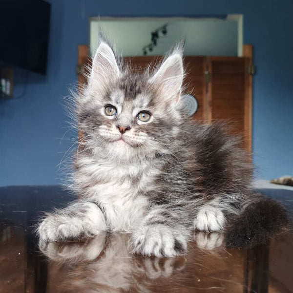 Runa Maine Coon female, black silver tabby