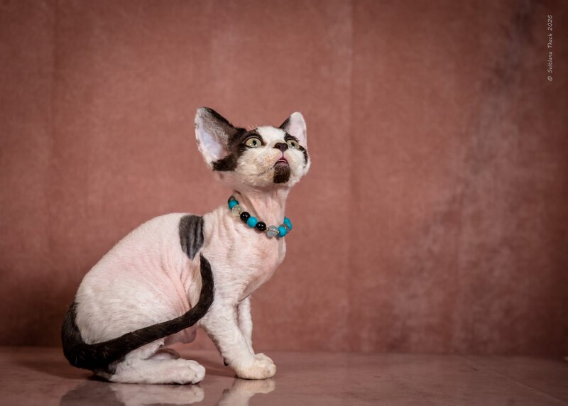 Luke Devon Rex male, black harlequin