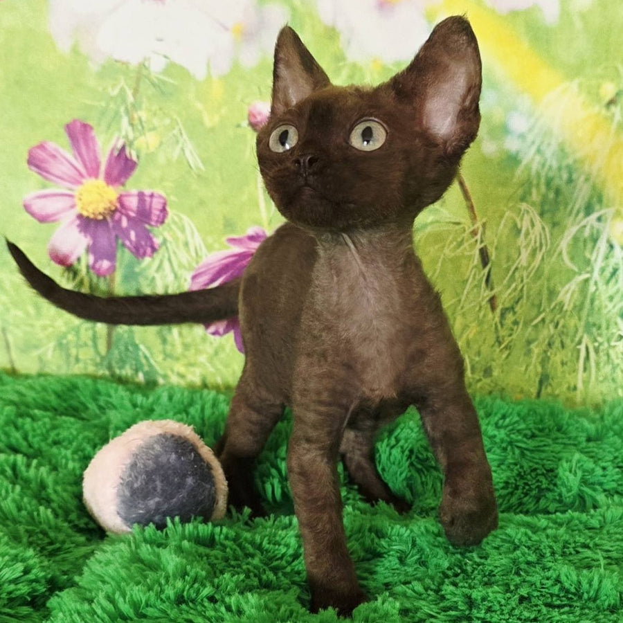 Irma Devon Rex female, chocolate