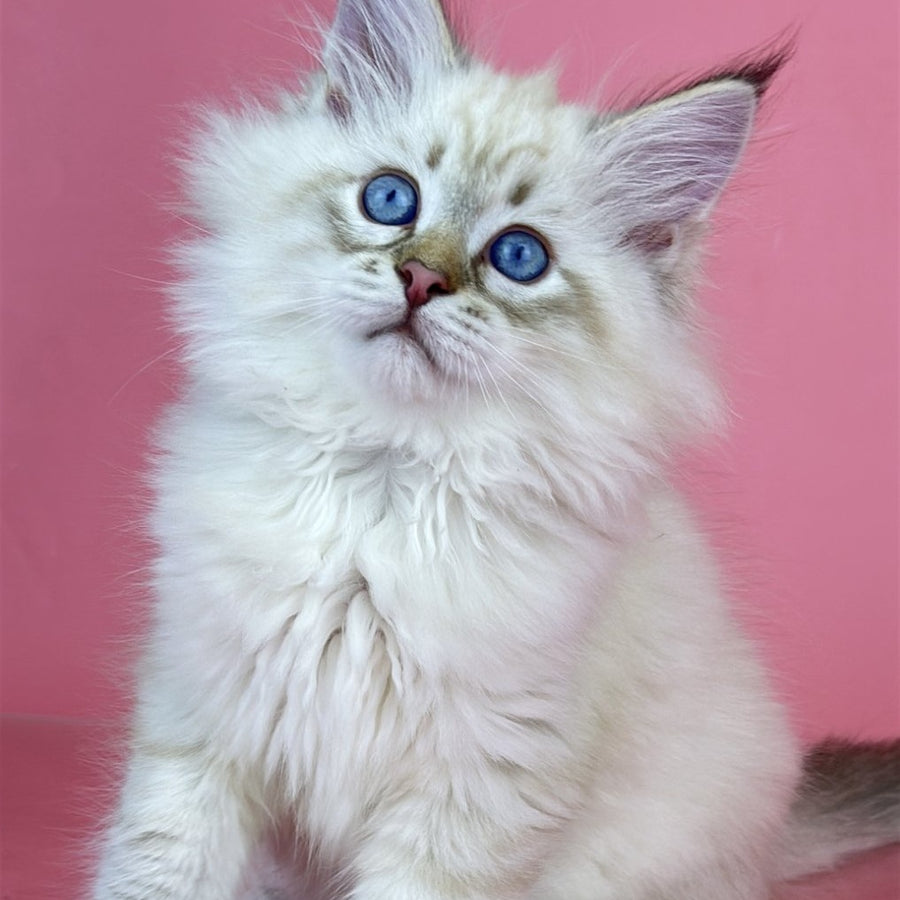 Bastian Siberian male, black tabby pointed bicolour