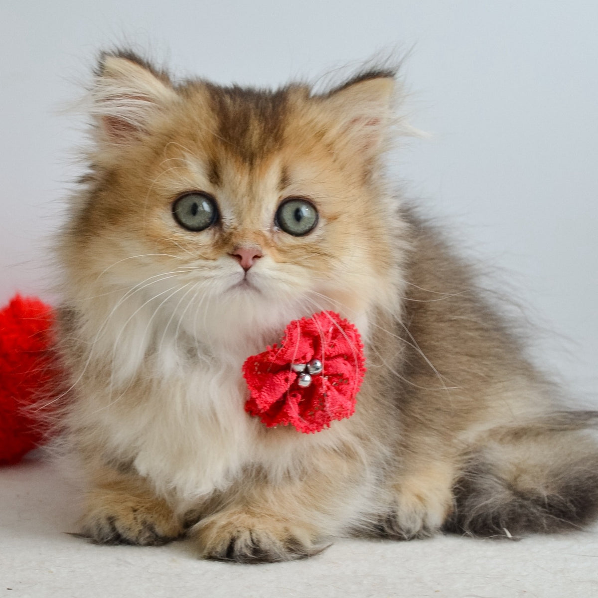 Ivie Munchkin female, black golden ticked tabby