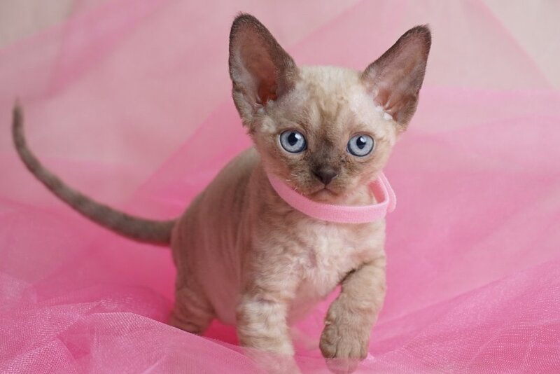 Nona Devon Rex female chocolate pointed - live animals