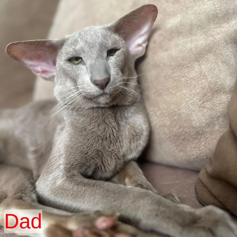 Zlatan Oriental Shorthair male, red spotted tabby