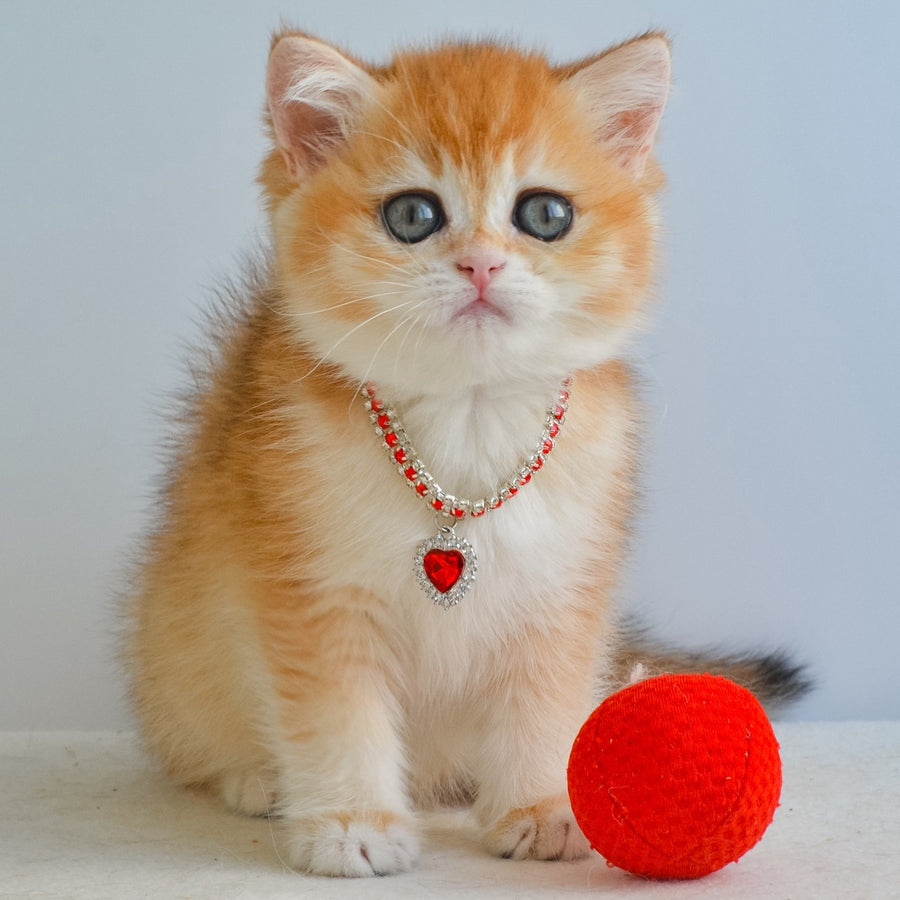 Isabelle British Shorthair female, black golden chinchilla