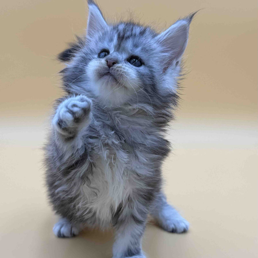 Hilton Maine Coon male, black silver tabby