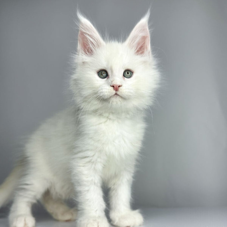 Gordey Maine Coon male, white