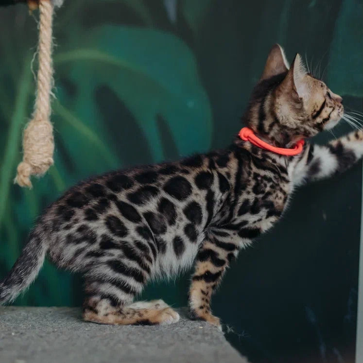 Flora Bengal female, black spotted tabby