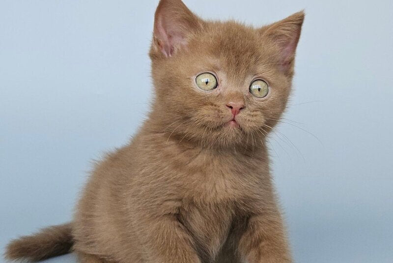 Atlas British Shorthair male, cinnamon