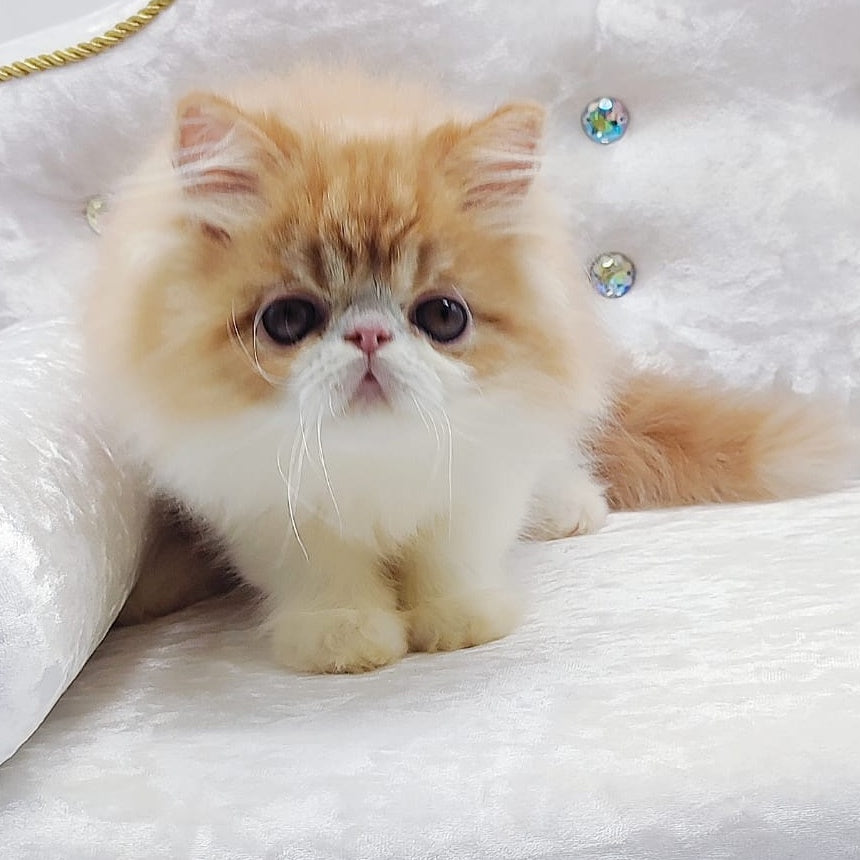 Teddy Persian male, red bicolour