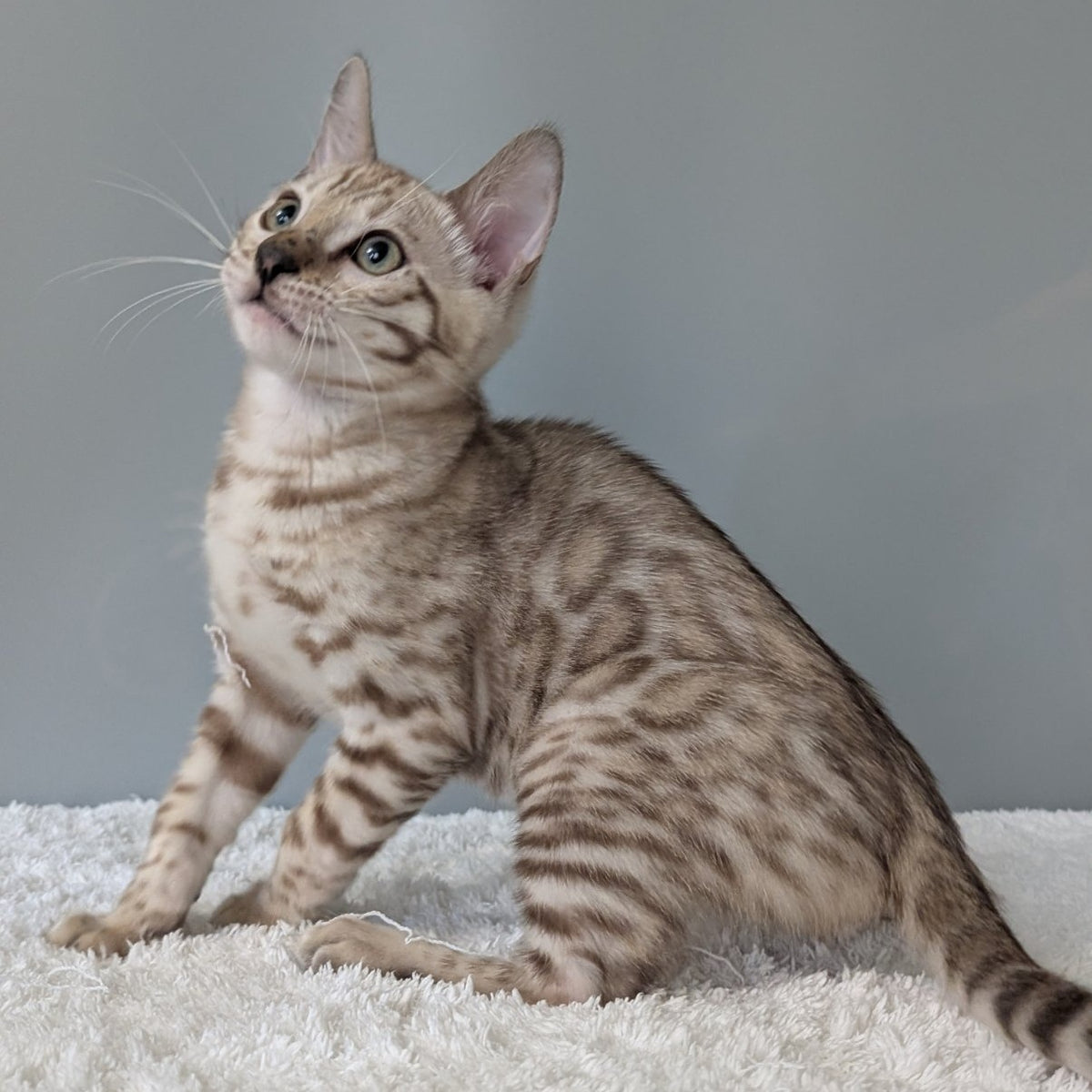 Chester Bengal male, black spotted tabby pointed