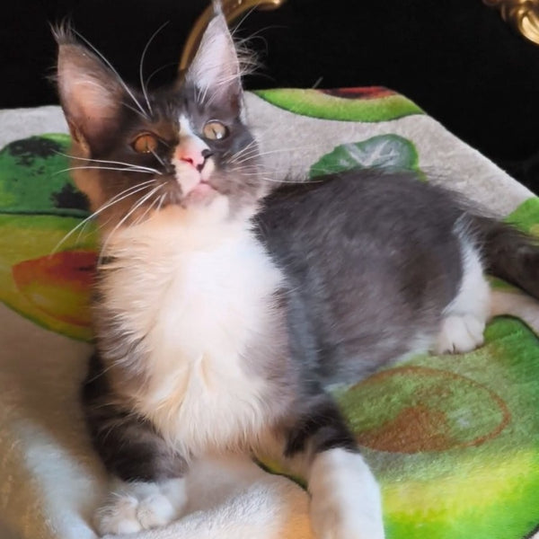 Harisha Maine Coon male, black silver bicolour