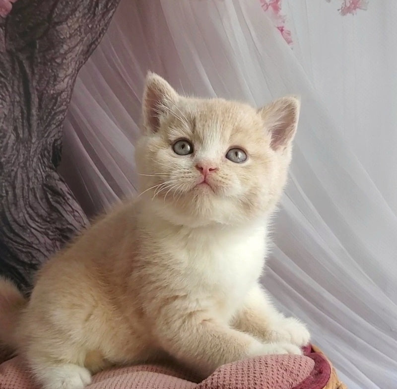 Uno British Shorthair male cream bicolour - live animals