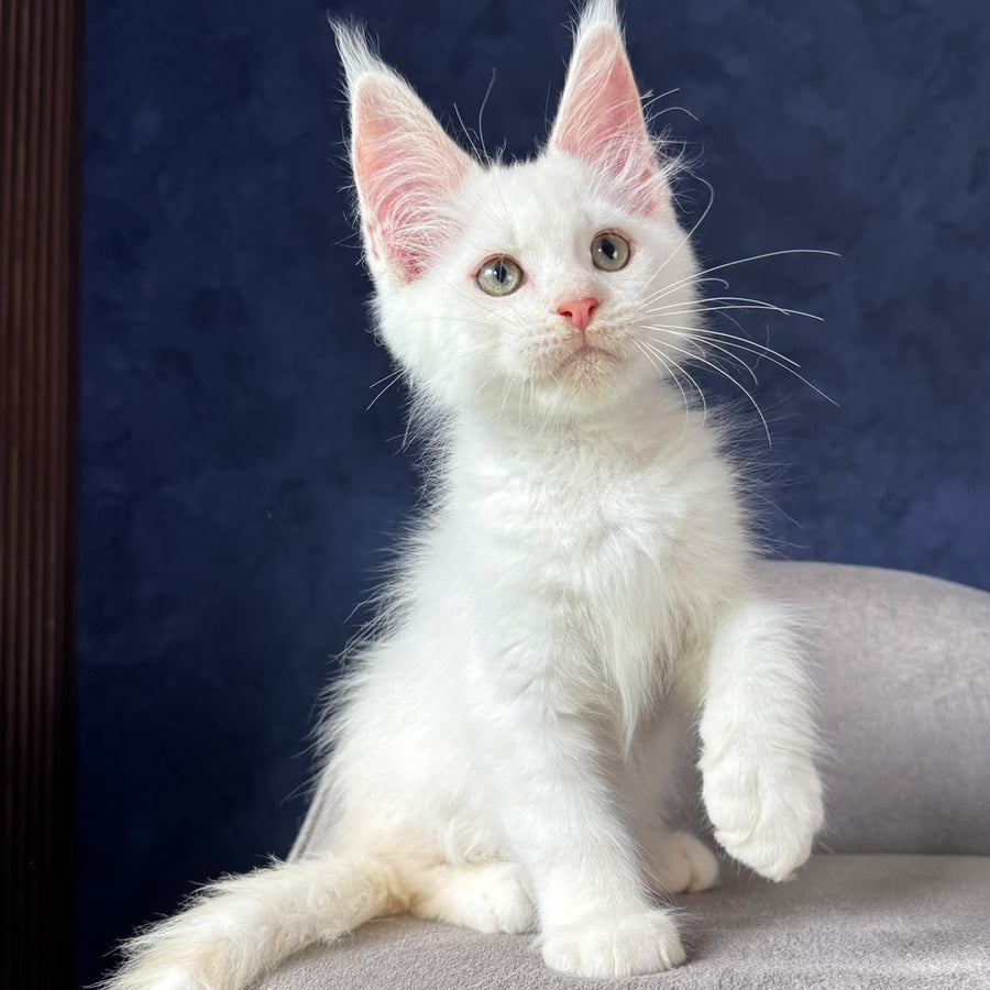 Pamir Maine Coon male, red silver shaded