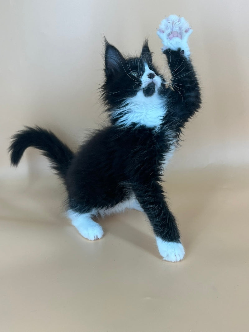 Bred Maine Coon male, black bicolour