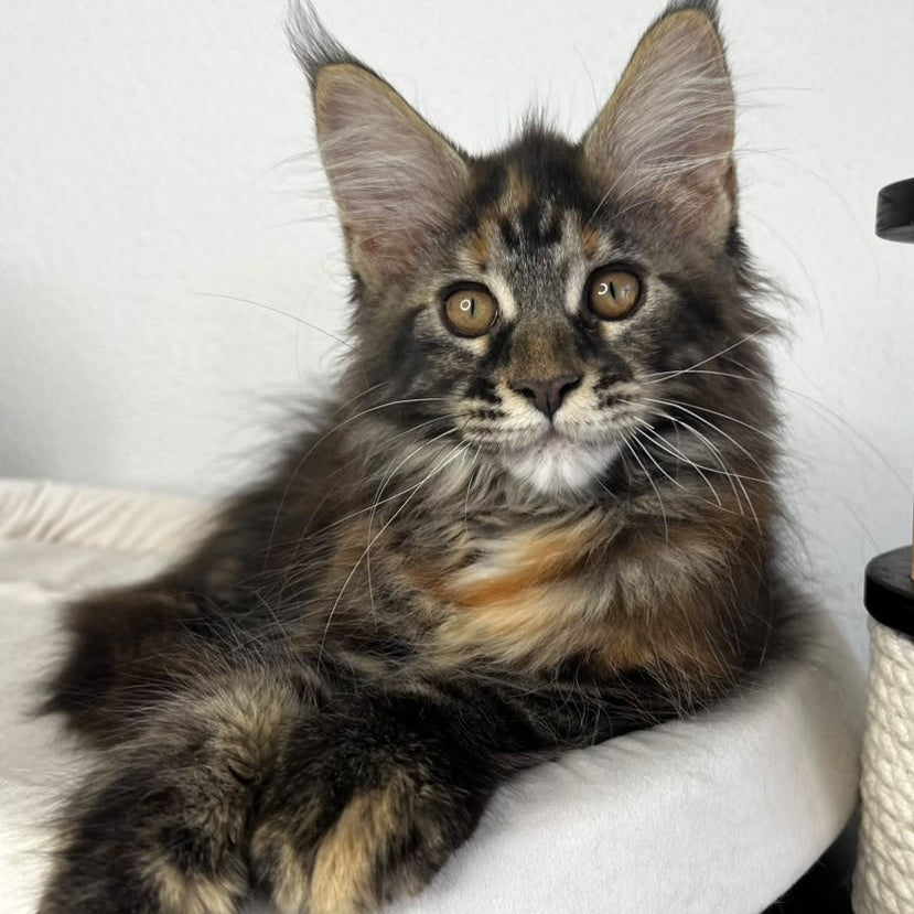 Bernadette Maine Coon female, black tortie tabby