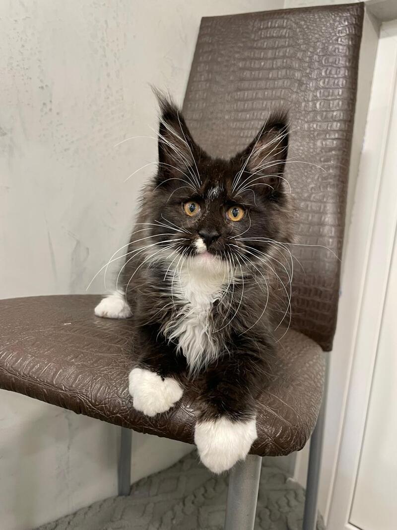 Irik Maine Coon male, black with white