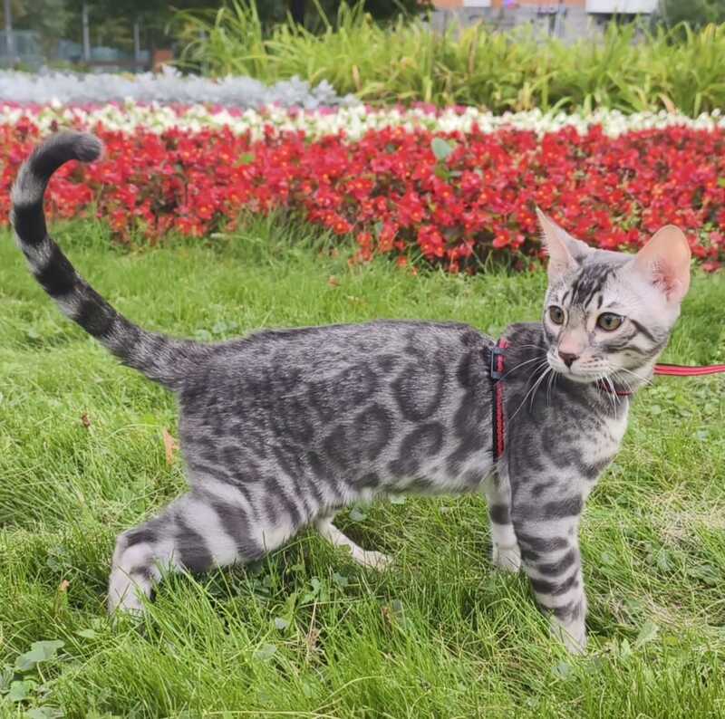 Loki Bengal male, blue silver spotted tabby
