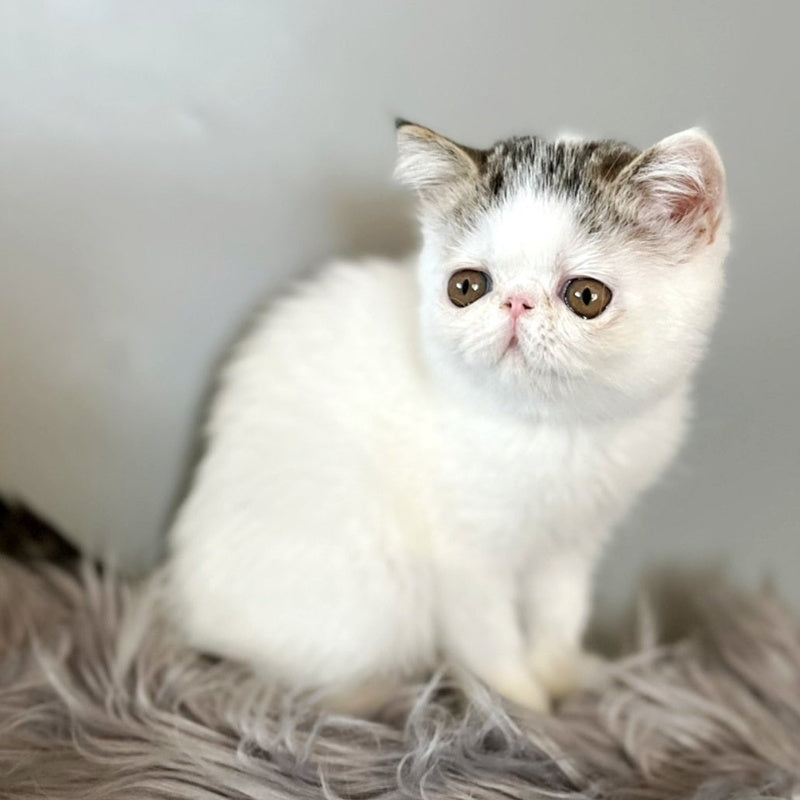 Amour Exotic female, black spotted tabby van
