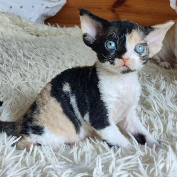 Leya Devon Rex female, black tortie bicolour