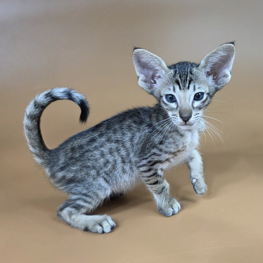 Biscuit Oriental Shorthair male, black spotted tabby