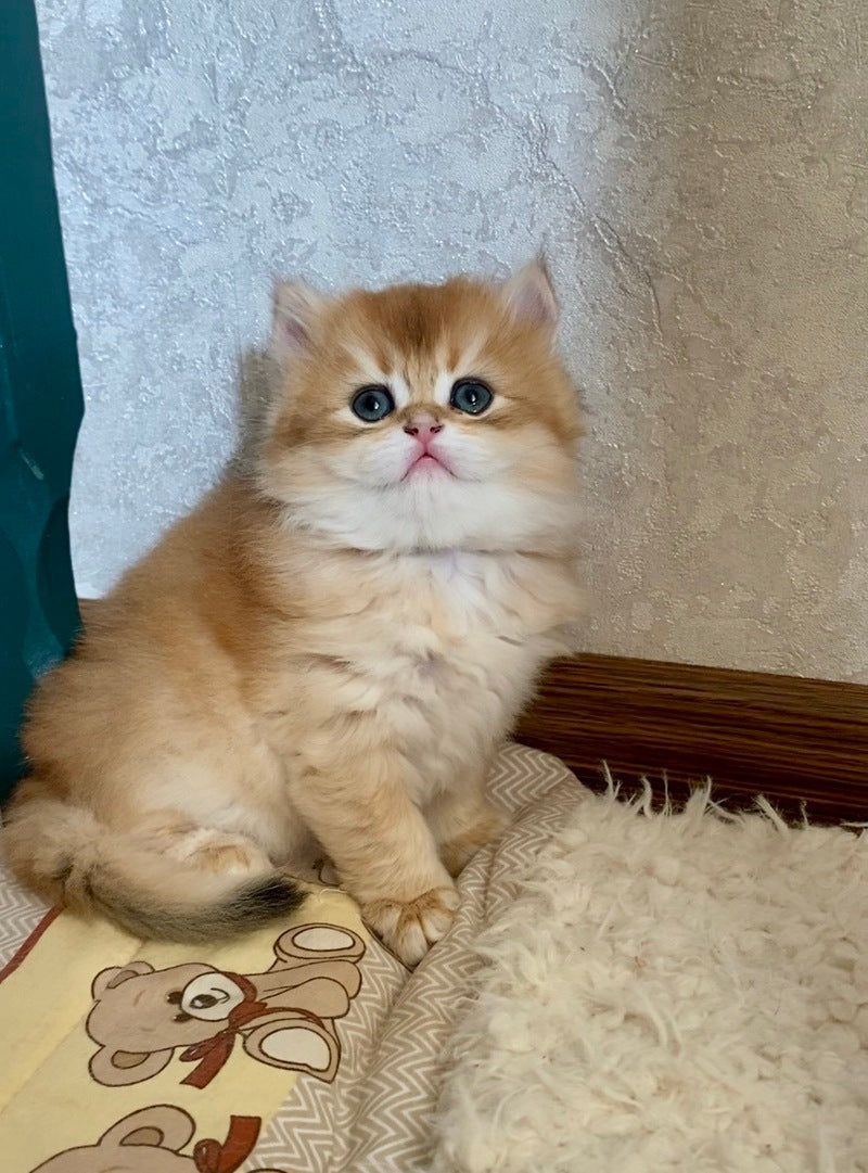 Finik British Longhair male black golden chinchilla live animals
