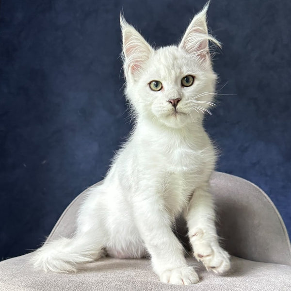 Evin Maine Coon male, black silver shaded