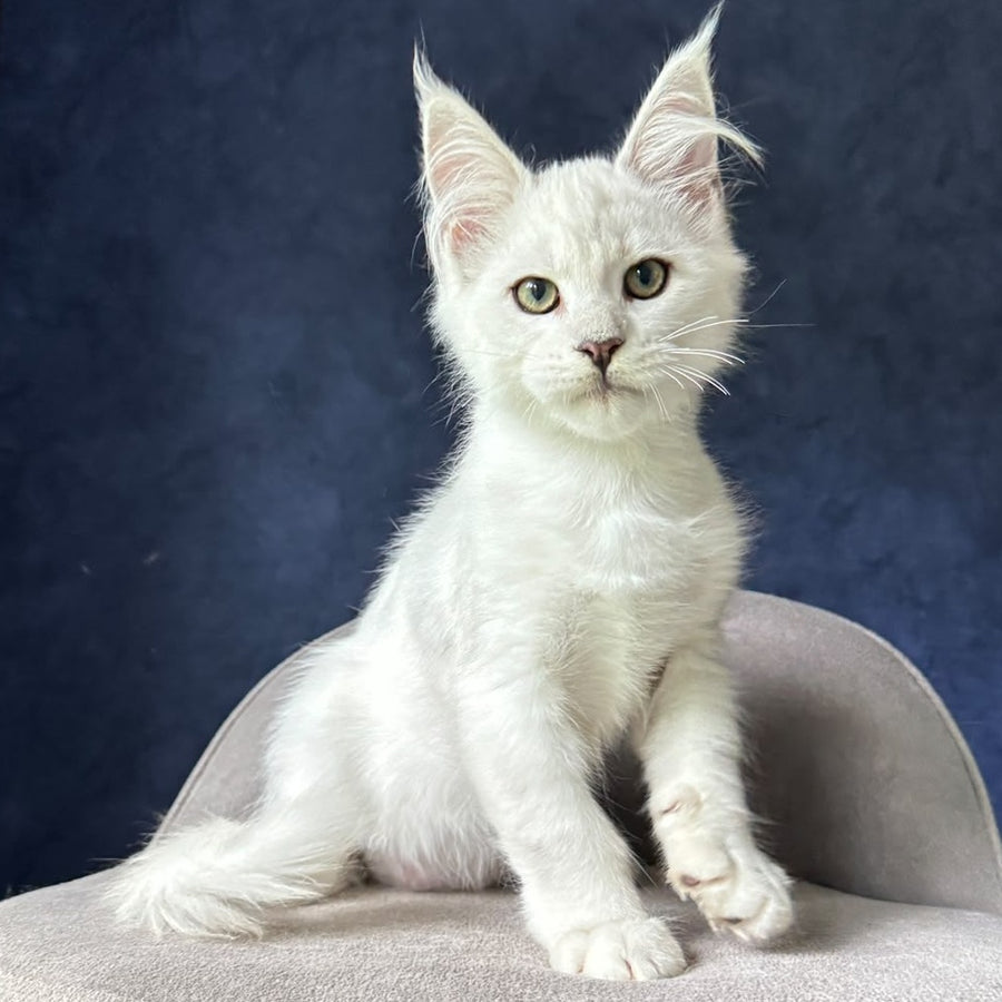 Evin Maine Coon male, black silver shaded