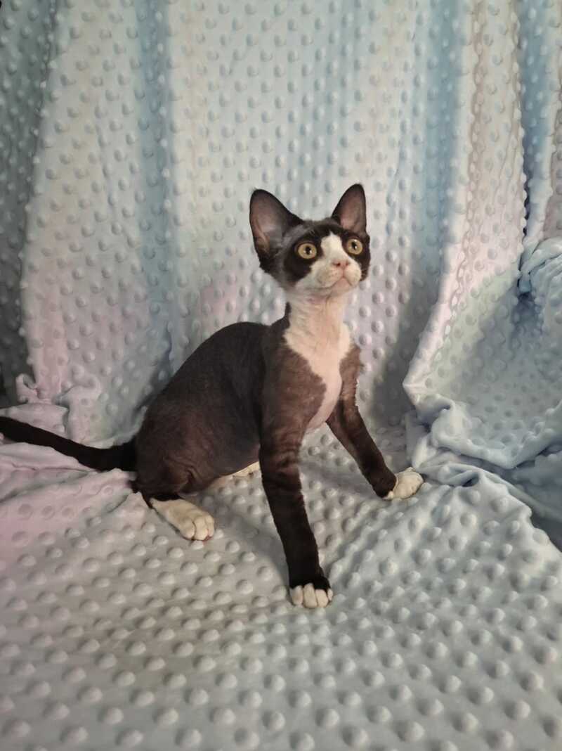 Eliza Devon Rex female black bicolour - live animals