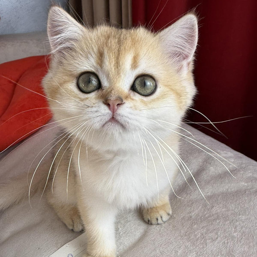 Elvira Scottish Straight female, black golden shaded