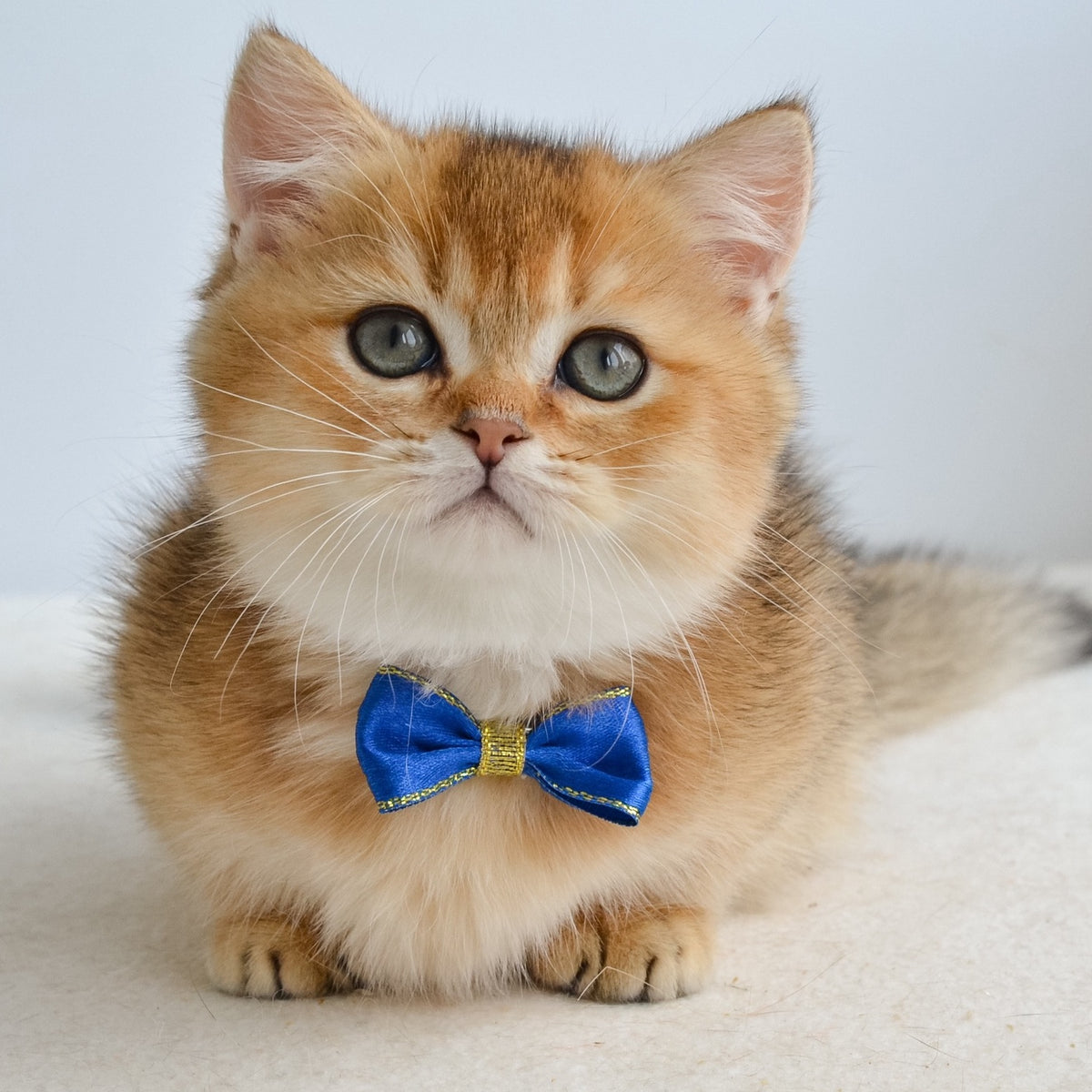 Ivar Munchkin male, black golden ticked tabby