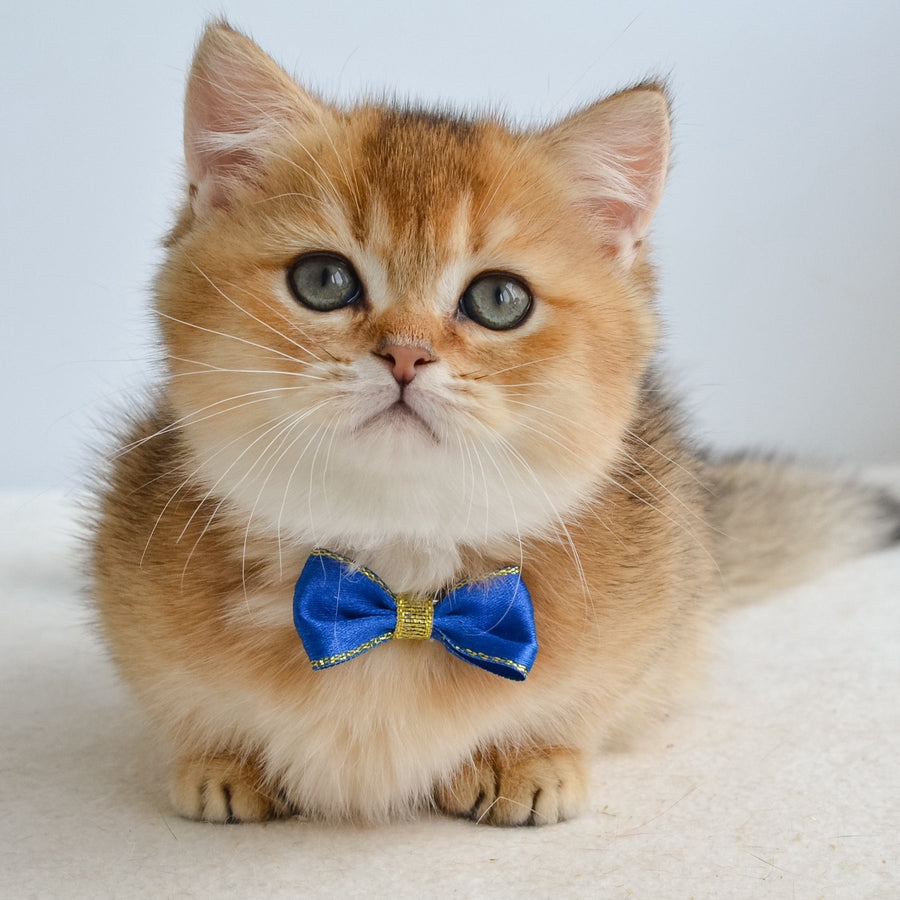 Ivar Munchkin male, black golden ticked tabby