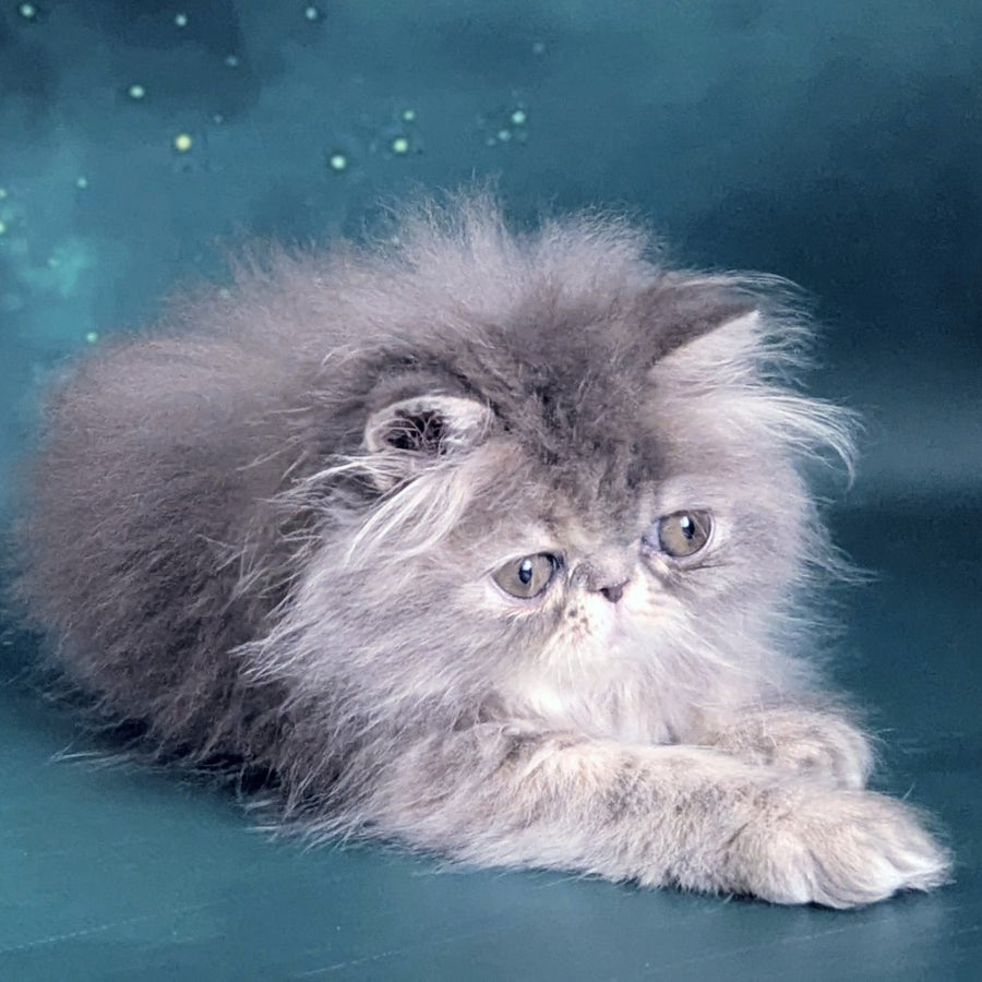 Patricia Persian female, blue tortie