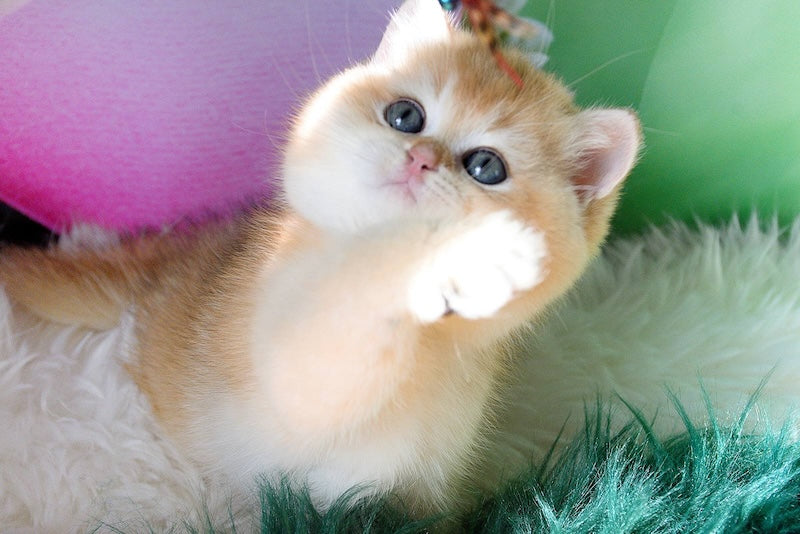 Robin British Shorthair male, black golden shaded