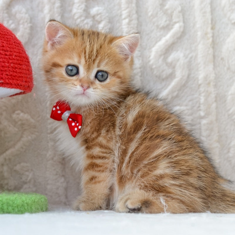 Harvey British Shorthair male, chocolate golden tabby