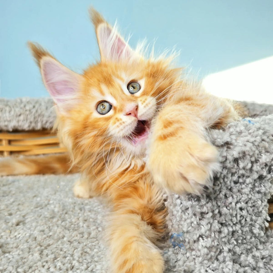 Hurrem Maine Coon female, red tabby