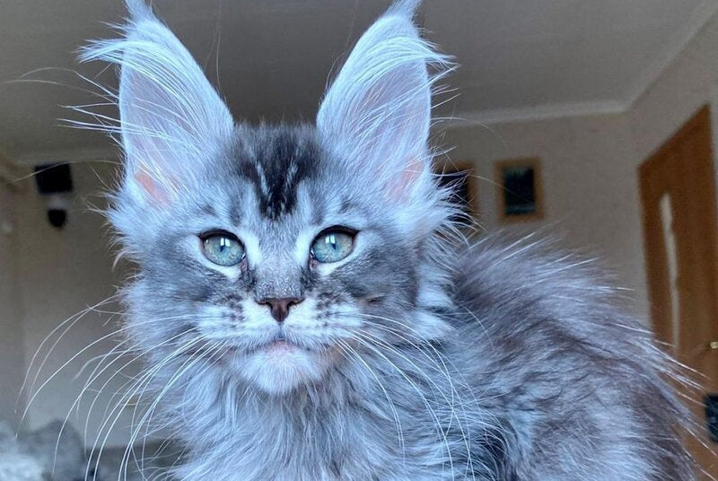 Evika Maine Coon female, blue silver ticked tabby