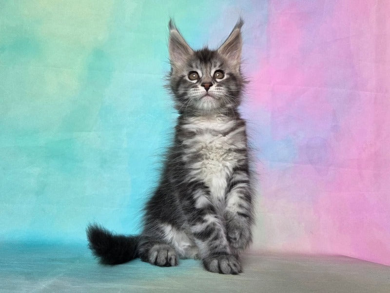 Quail Maine Coon male, black silver tabby