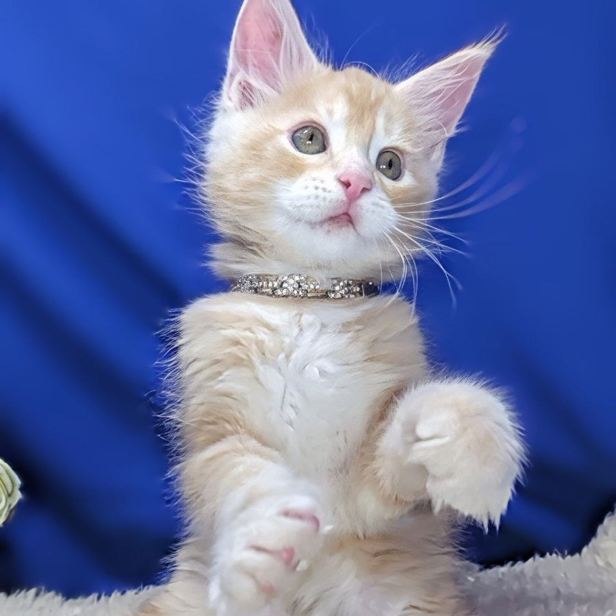 Yukon Maine Coon male, red silver tabby