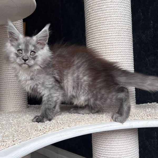 Оlea Maine Coon female, black silver