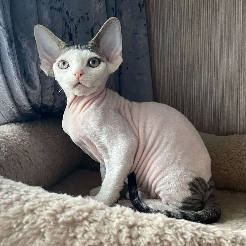 Iron Vale Devon Rex male black van spotted tabby - live animals