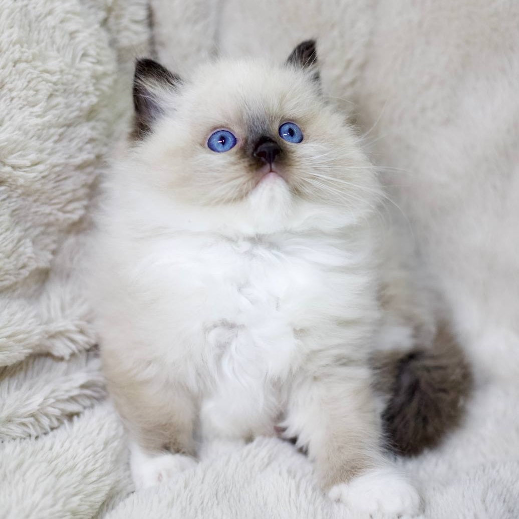 Kingston Ragdoll male, black mitted