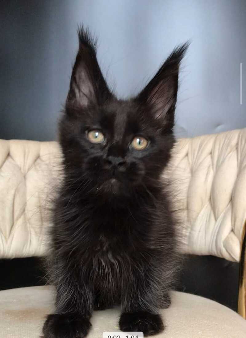Vlastelina Maine Coon female black - live animals